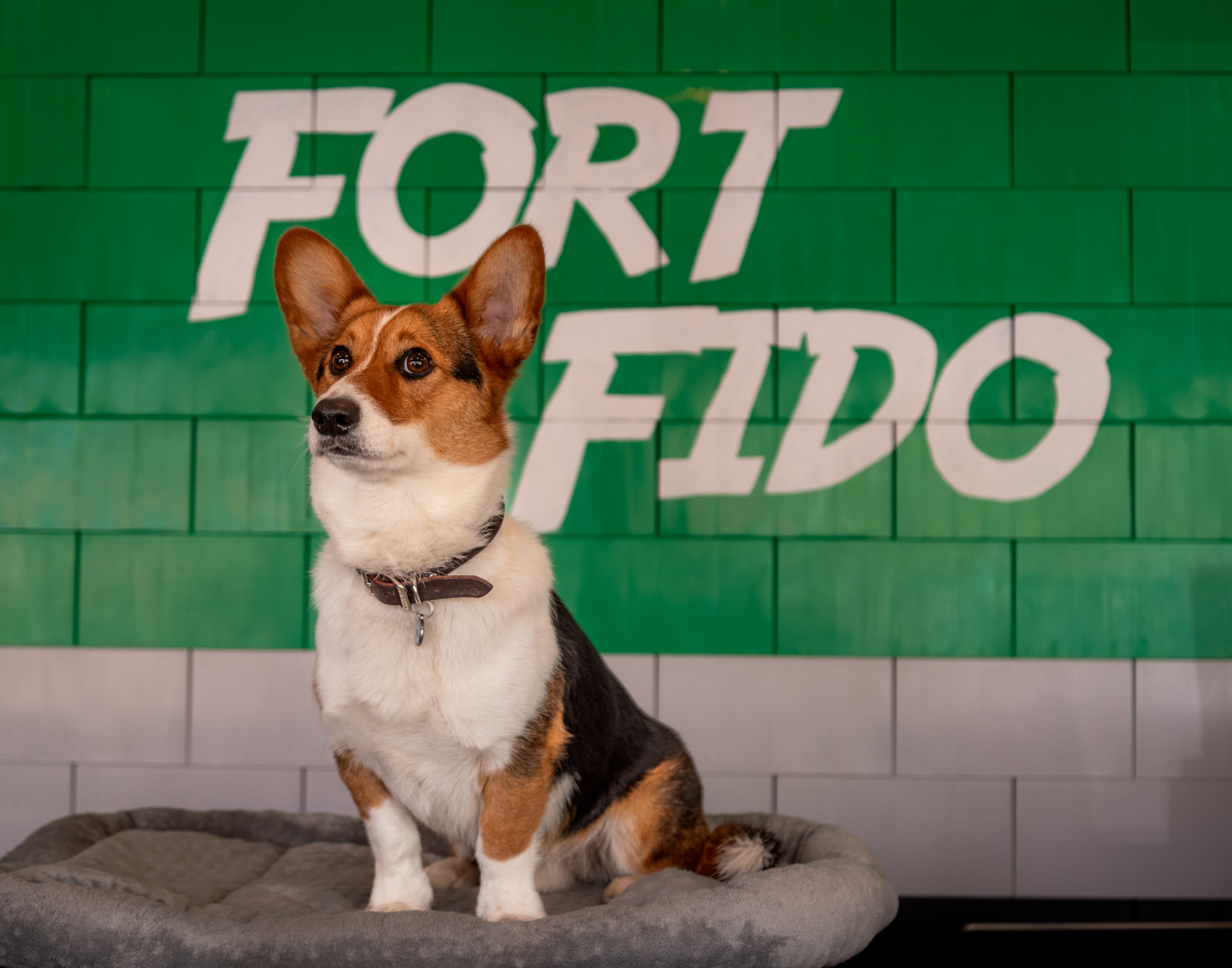 A corgi enjoying daycare at Fort Fido