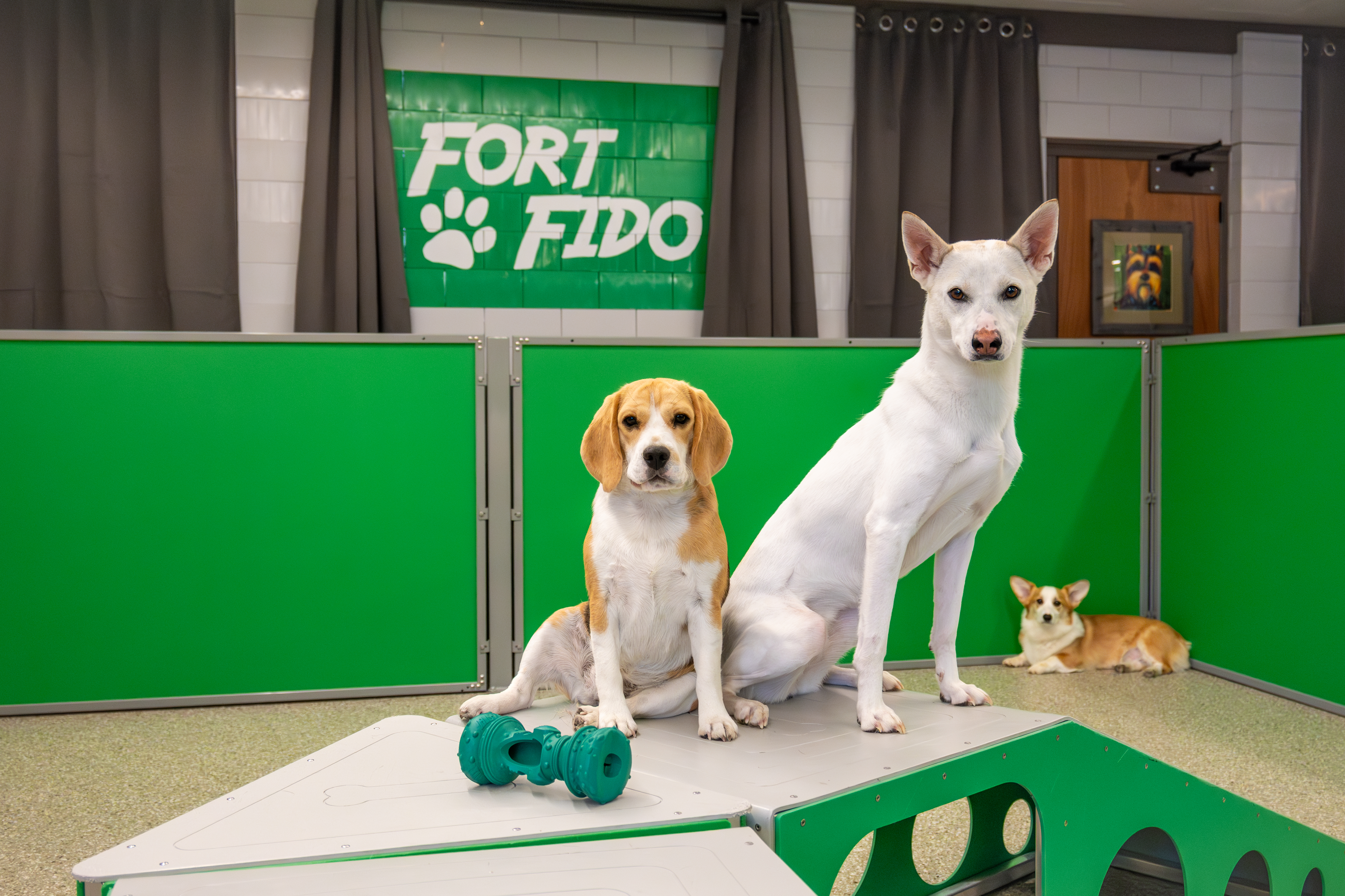 Dogs together in a Fort Fido play area
